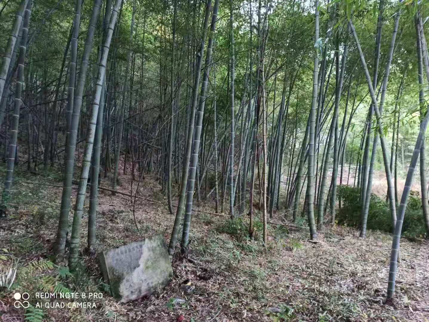 许孜墓2jpg.jpg