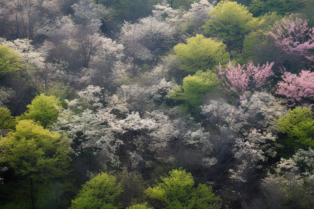 千库网_野树开花的森林_背景编号6979046.jpg