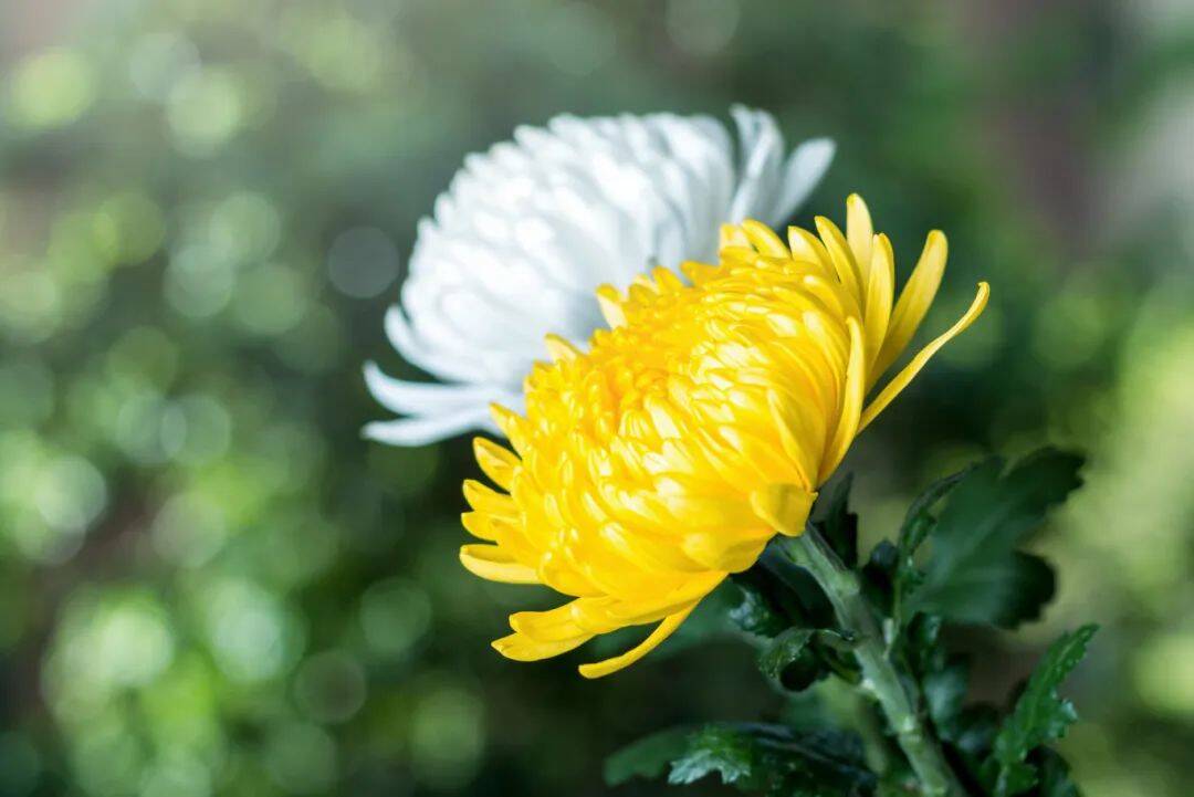 摄图网_501582946_banner_清明节菊花（企业商用）.jpg