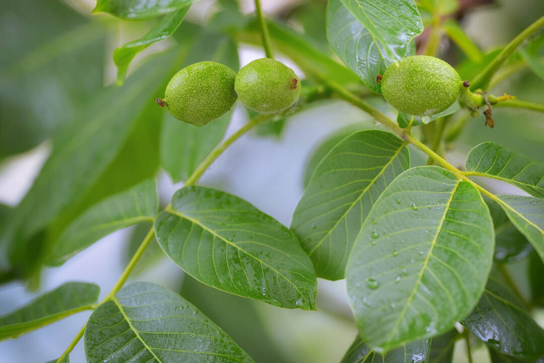 千库网_未成熟的核桃和核桃树（Juglans regia）_摄影图编号10476319.jpg