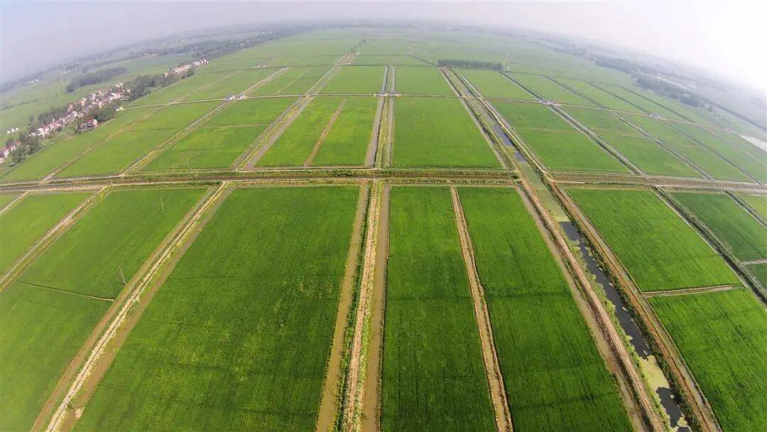 潜江虾稻共作基地一角.jpg