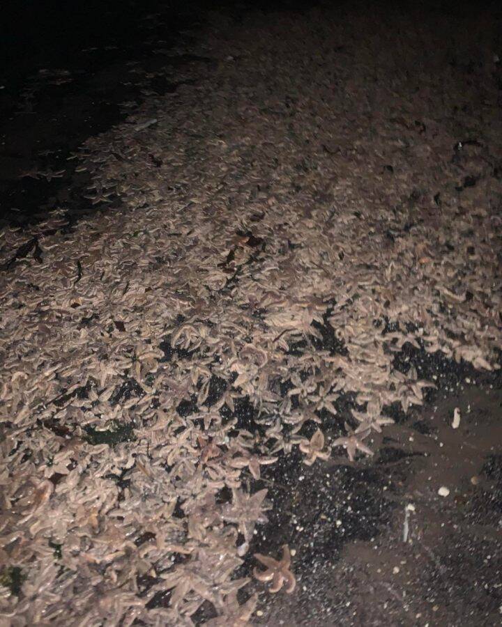 數以千計的海星被沖上海岸。圖片來源：Facebook @ Fife jammer locations