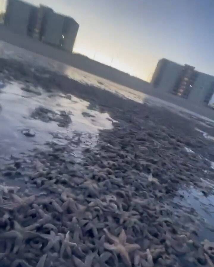 數以千計的海星被沖上海岸。圖片來源：Facebook @ Fife jammer locations