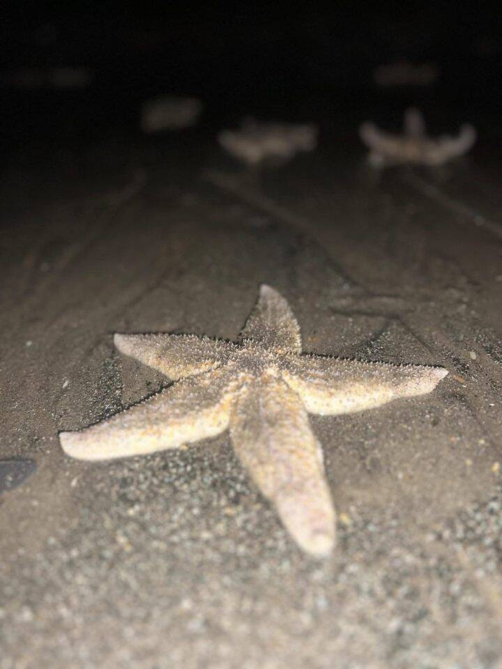 蘇格蘭海灘數千隻海星擱淺岸邊。圖片來源：Facebook @ Fife jammer locations