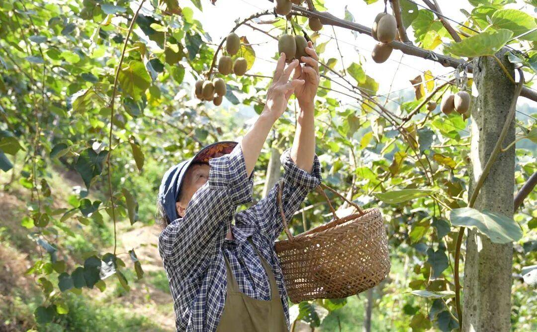 土壤有良方 枝头见智慧 50亩山坳种出“甜蜜事业”