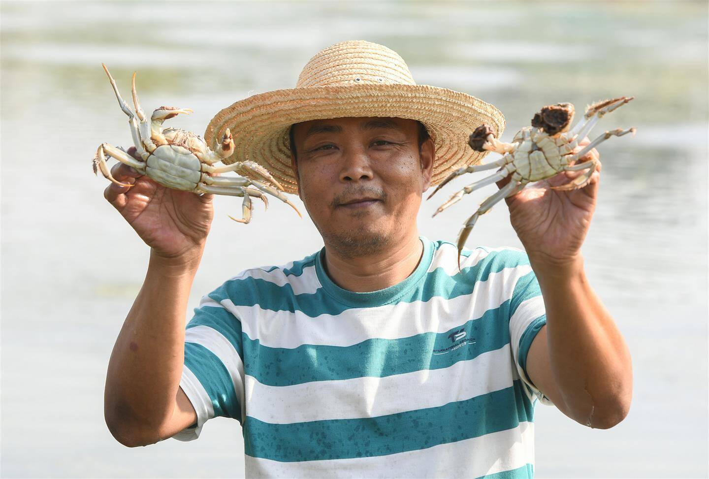 兰江蟹开捕上市