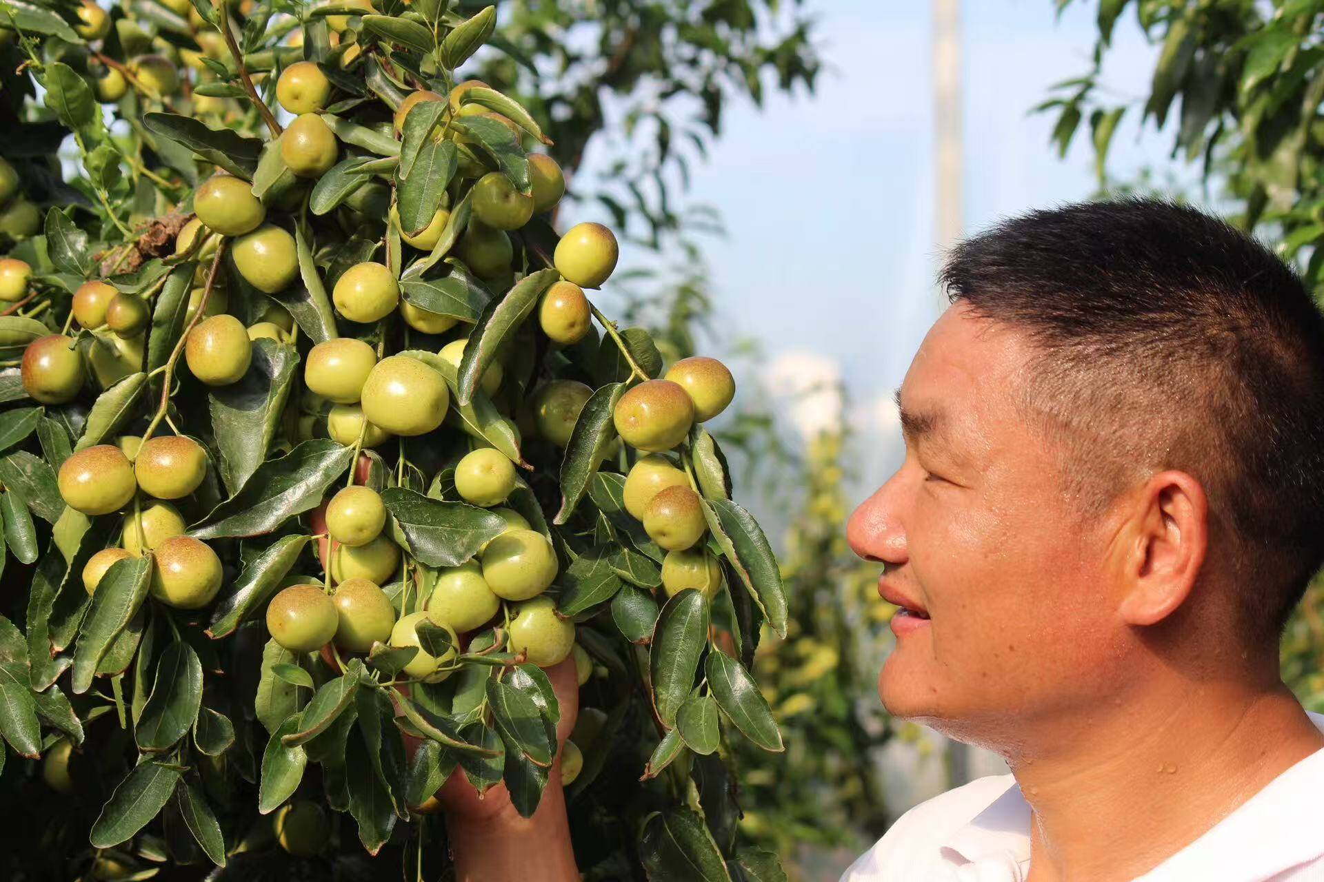 金华味·闯天下丨一颗最高能卖1美元，60%销往海外！南枣演绎“义乌新故事”