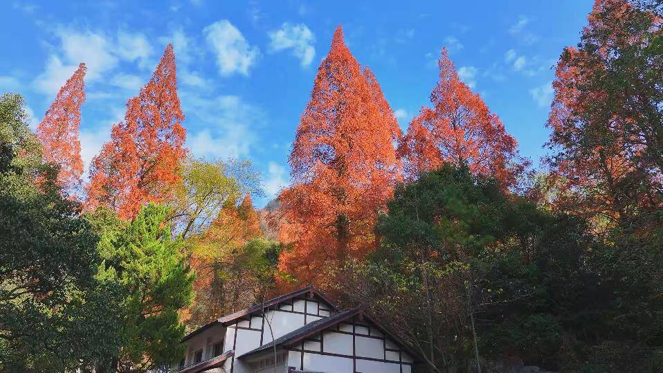 金华山漫山秋色美如画